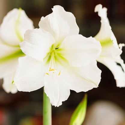 Longfield Gardens Amaryllis Bulb with Container