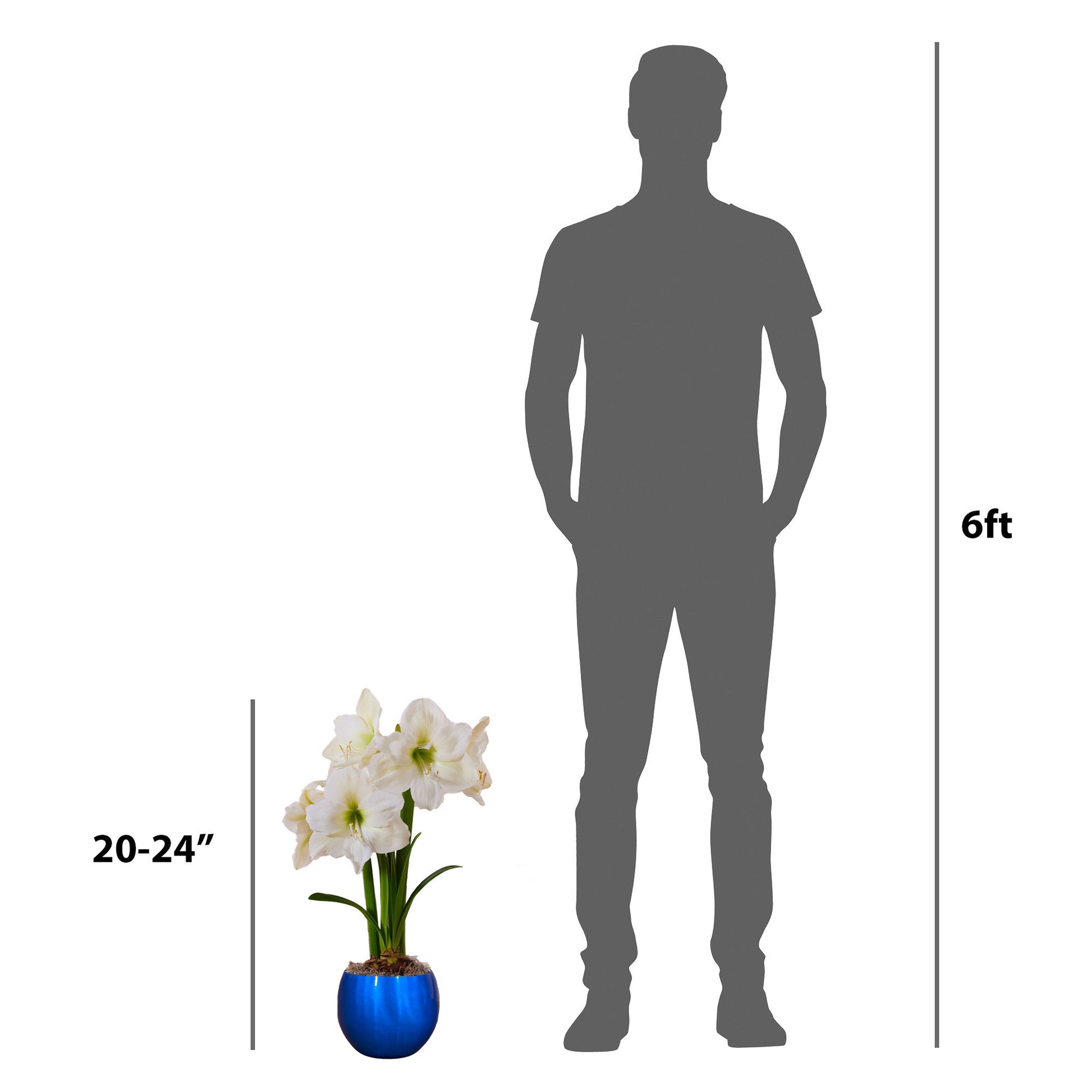 Longfield Gardens Amaryllis Bulb with Container