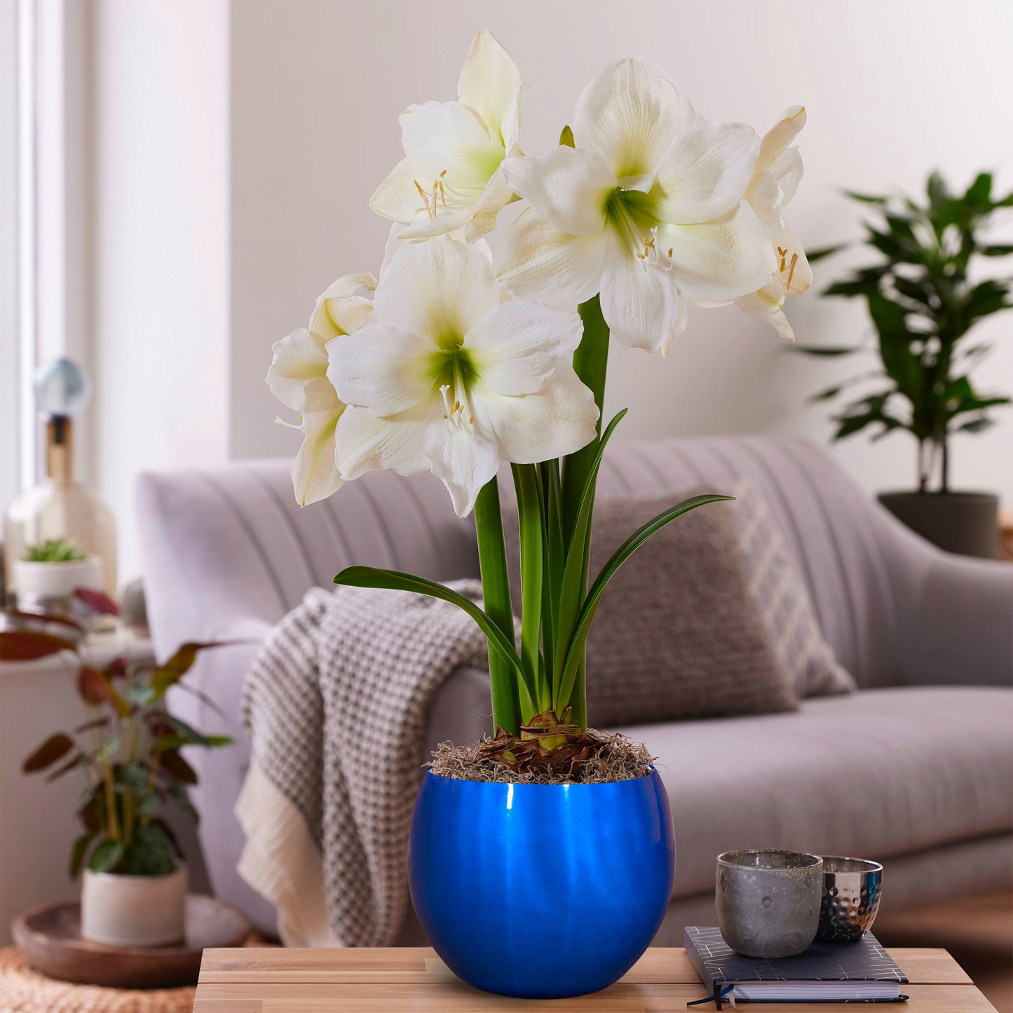 Longfield Gardens Amaryllis Bulb with Container